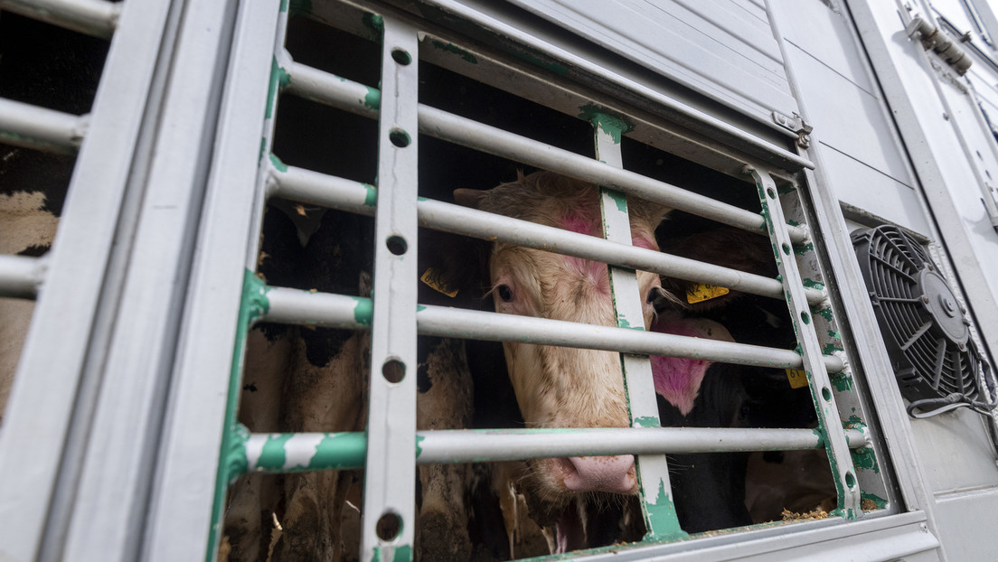 Systematischer Rechtsbruch: Hessen und NRW gegen qualvolle Tiertransporte aus Deutschland