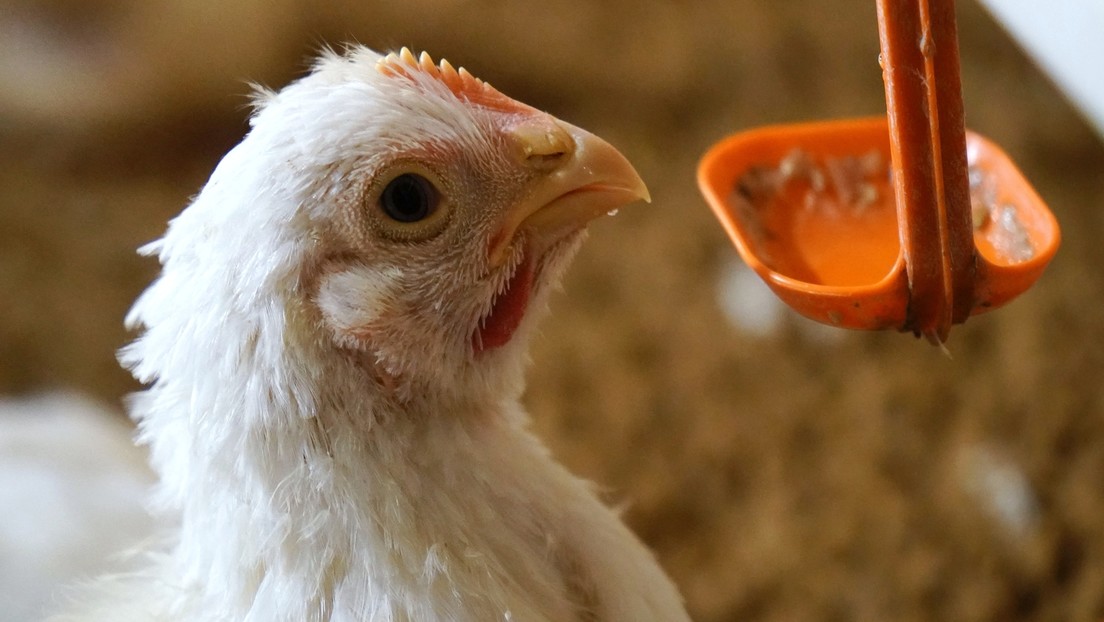 Russland: Weltweit erster Infektionsfall von Vogelgrippe H5N8 beim Menschen nachgewiesen