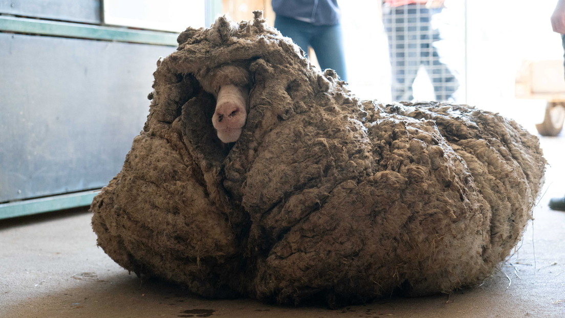 Verloren und ungeschoren: Tierschützer retten Schaf vor 35 Kilo Vlies