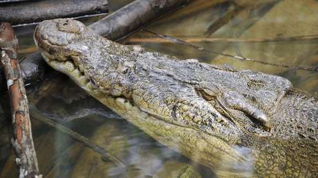 Indonesien: Krokodil verschluckt Kind – Dorfbewohner finden fast intakte Leiche im Magen des Reptils