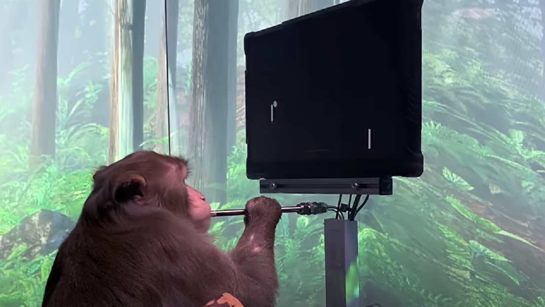 Gedankenspiel: Affe steuert Computer mit reiner Willenskraft