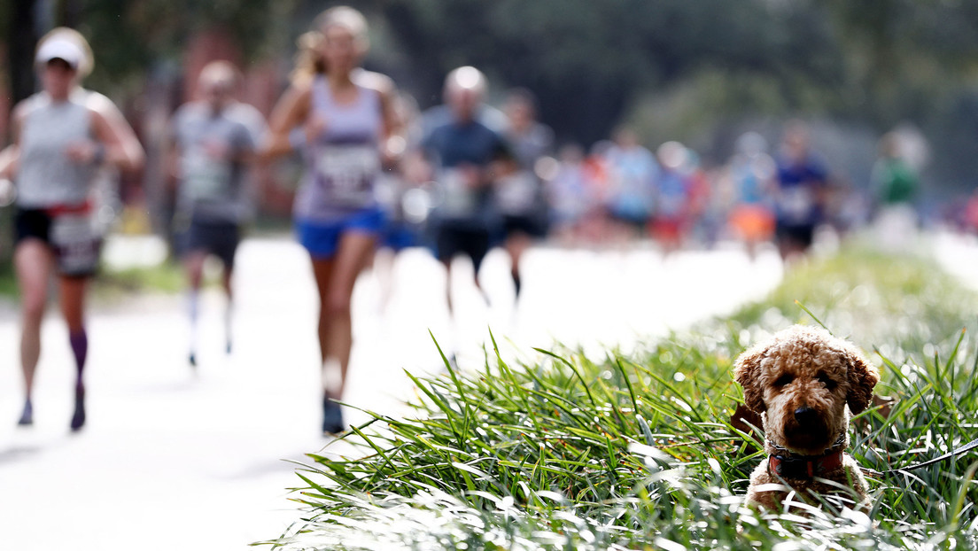 Überraschender Sieger: Hund läuft bei Leichtathletik-Wettbewerb den Teilnehmerinnen davon (Video)
