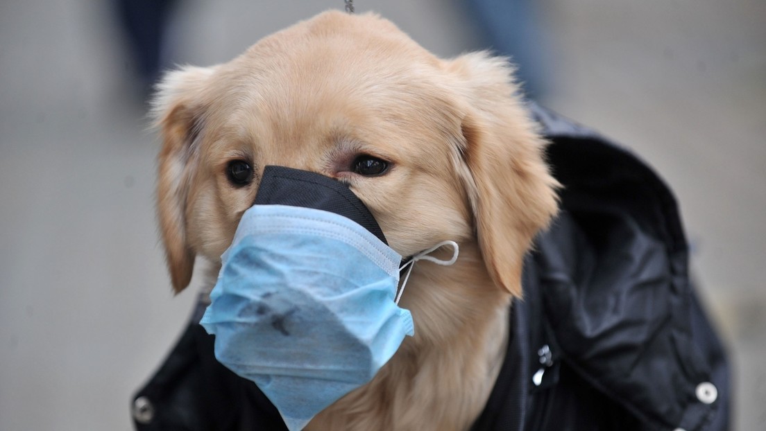 Tierschutz auch in Zeiten der Pandemie: Russischer COVID-19-Impfstoff für Tiere zum Einsatz bereit