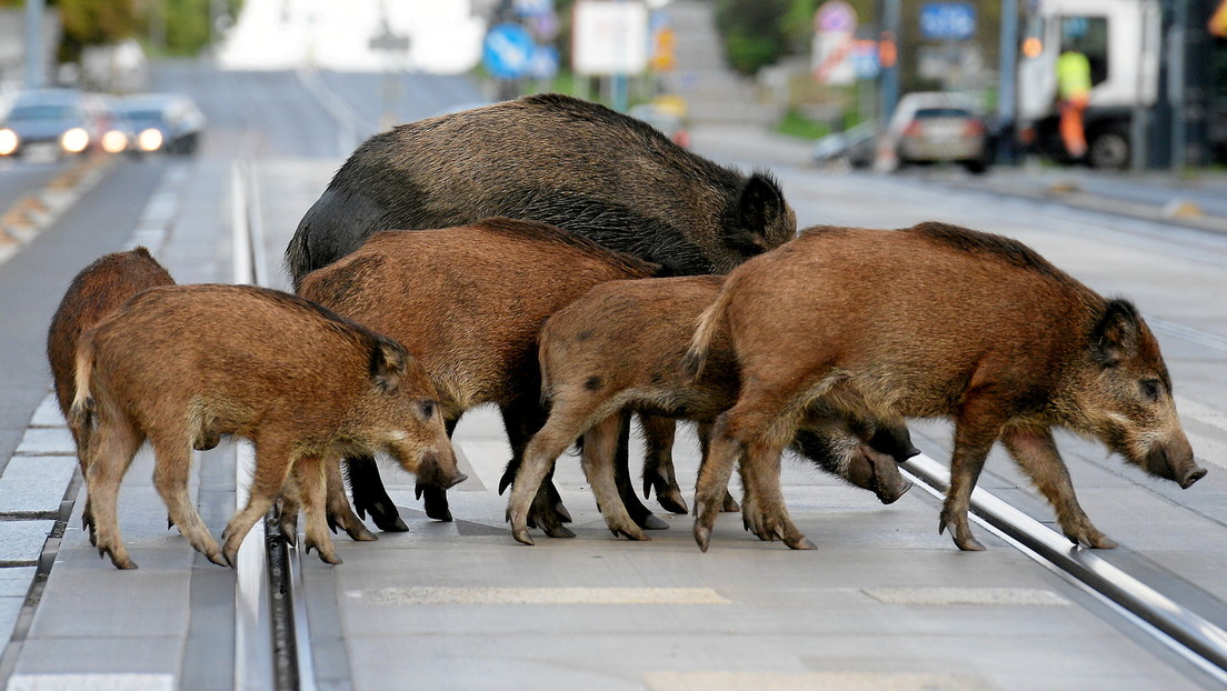 Grunzende Räuberbande: Wildschweine belauern Frau am Supermarkt und erbeuten deren Einkäufe