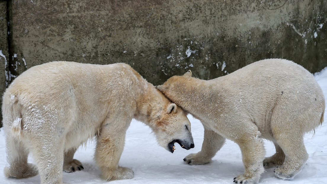 Inzucht im Berliner Zoo: Eltern der Eisbärin Hertha sind Geschwister