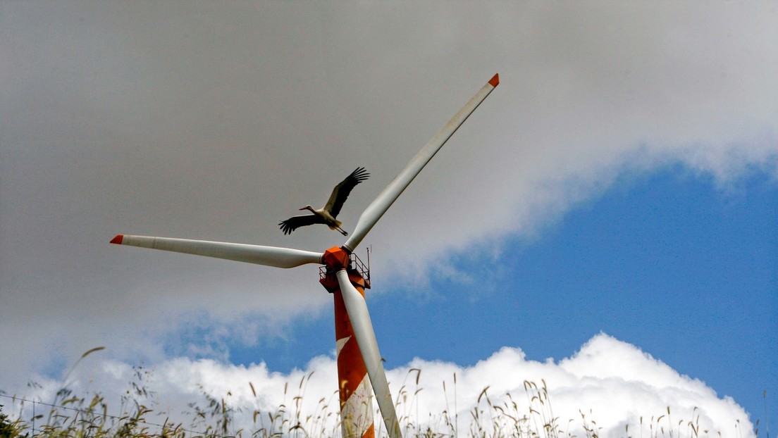 Windräder sind Todesgefahr für Vögel und Fledermäuse – Können neue Technologien helfen?