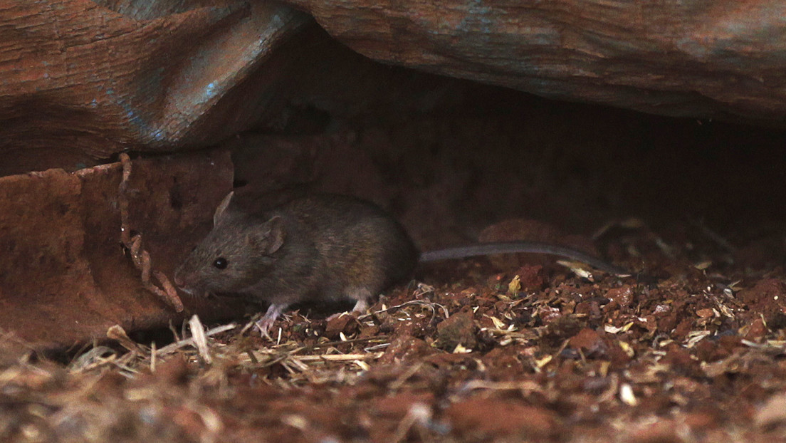 Mäuseplage in Australien zwingt zur Evakuierung eines Gefängnisses