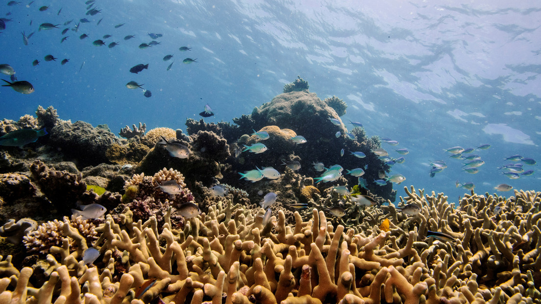 UNESCO will Great Barrier Reef als gefährdete Weltnaturerbestätte einstufen – Australien protestiert