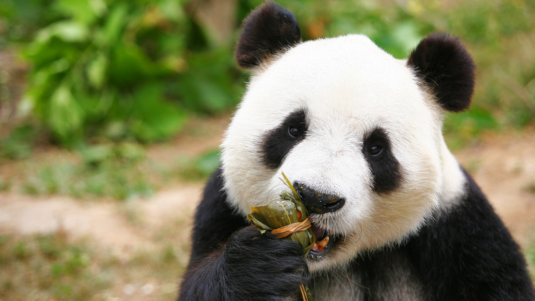 Erleichterung für Tierfreunde: China stuft Pandabären nicht mehr als stark gefährdete Tierart ein