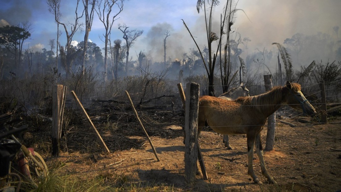 Amazonas-Regenwald stößt erstmals mehr CO₂ aus als er absorbiert