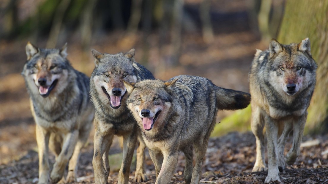 Studie mit neuer Erkennungsmethode belegt: Kaum Hundegene bei deutschen Wölfen