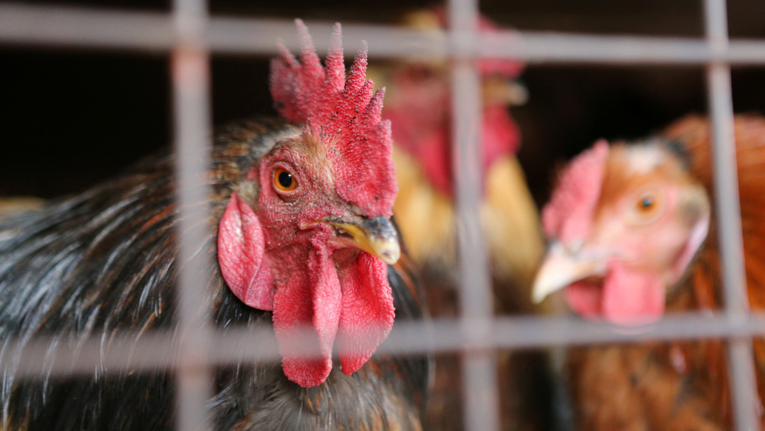 China: Vogelgrippe bei Menschen nachgewiesen