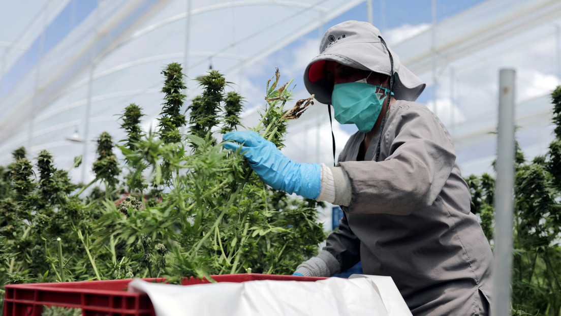 Kolumbien erlaubt Export von Cannabisblüten: Präsident Duque schwärmt von Ankurbelung der Wirtschaft