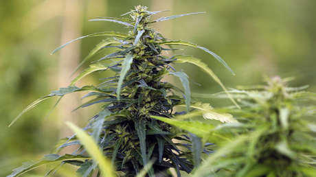 Schweizer Wissenschaftler: Cannabis ist eine chinesische Entdeckung