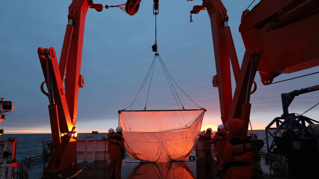 Wegen Nachfrage nach hochwertigem Fischöl-Ersatz: Industriefischerei bedroht Krill-Bestände