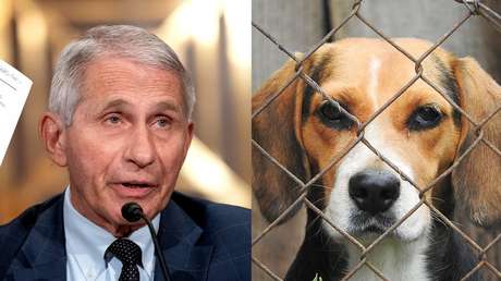 Neuer Skandal um Corona-Berater Fauci: US-Behörde finanzierte grausame Experimente an Welpen