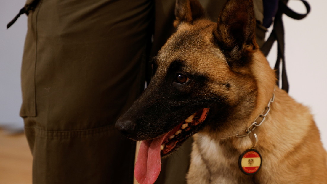 80-Prozent-Trefferquote: Österreich beendet Ausbildung von Corona-Spürhunden