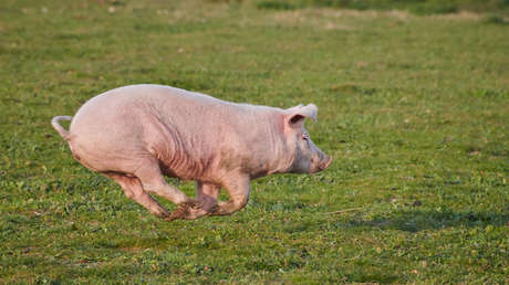 "Vielleicht Chupacabra": Polizei in Florida verfolgt eine ganze Stunde geflohenes Schwein