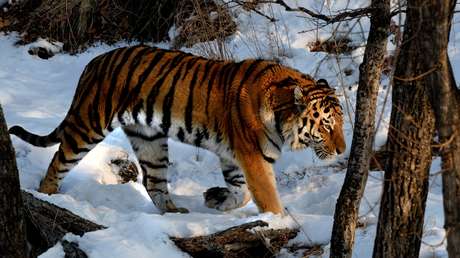 Spur der Hoffnung: Fußabdrücke des Amurtigers erstmals seit 50 Jahren in Jakutien entdeckt