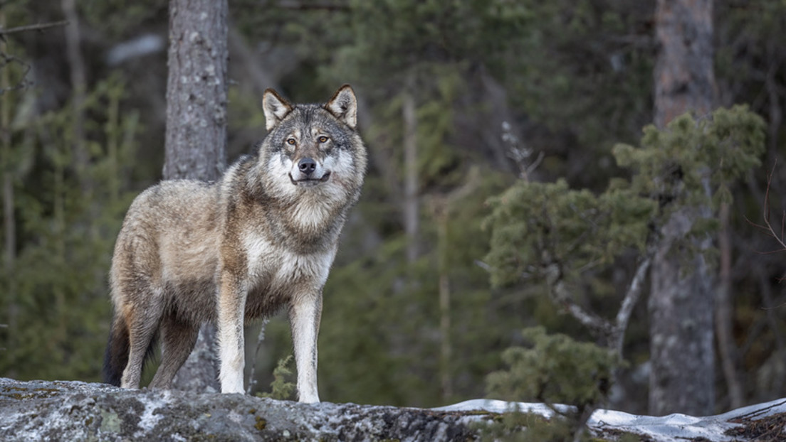 Die Anzahl der Wölfe in Deutschland steigt weiter