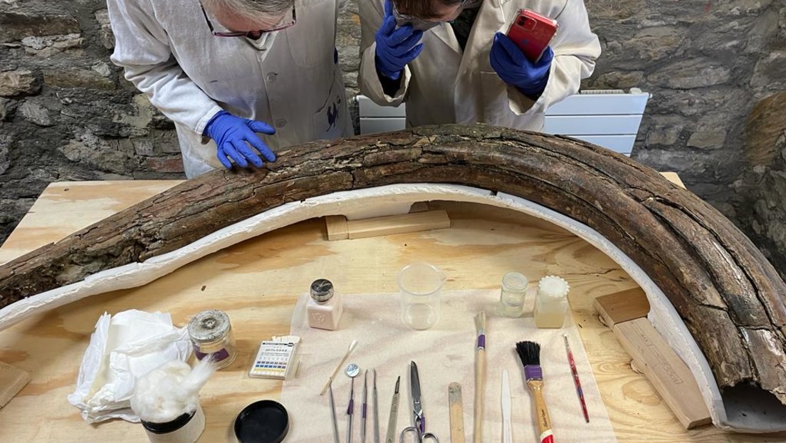 Überreste von fünf 220.000 Jahre alten Mammuts im britischen Cotswolds entdeckt