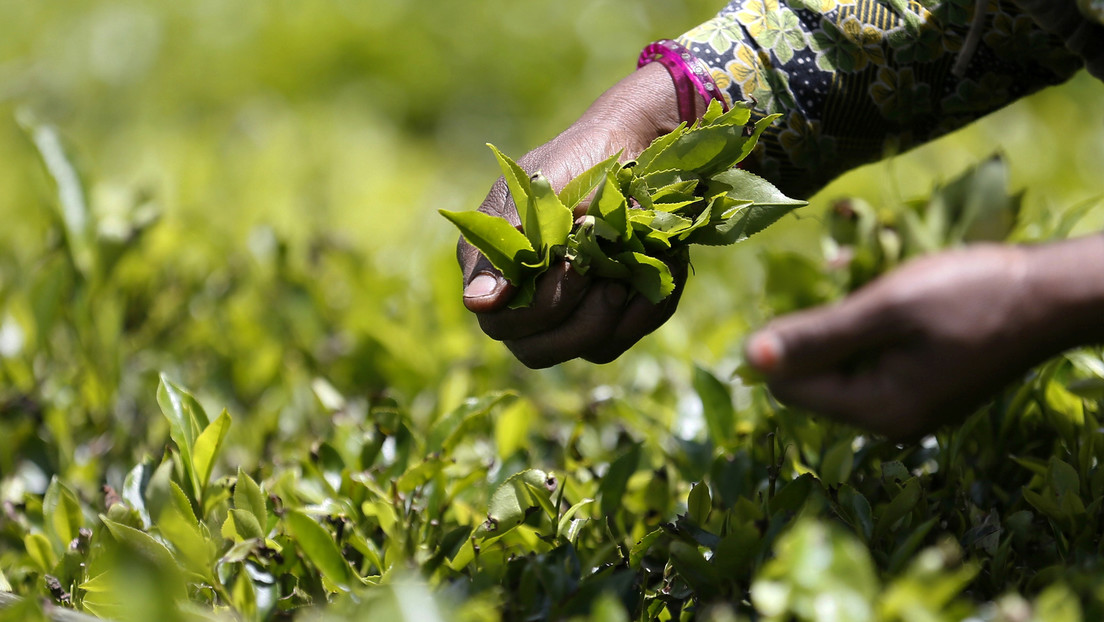 Tauschhandel: Sri Lanka liefert Tee für Öl aus Iran
