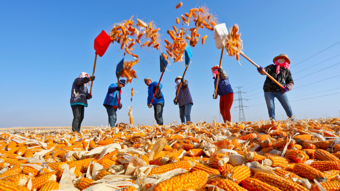 China sichert sich mehr als die Hälfte der weltweiten Mais-, Reis- und Weizenreserven