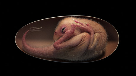 Forscher entdecken perfekt erhaltenen Dino-Embryo im versteinerten Ei