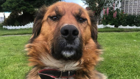 "Erster Hund im Staat": Vierbeiner des gewählten chilenischen Präsidenten entzückt Instagram-Nutzer