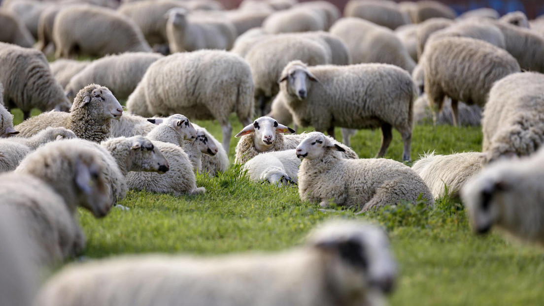 700 Schafe und Ziegen müssen für Impfwerbung gerade stehen