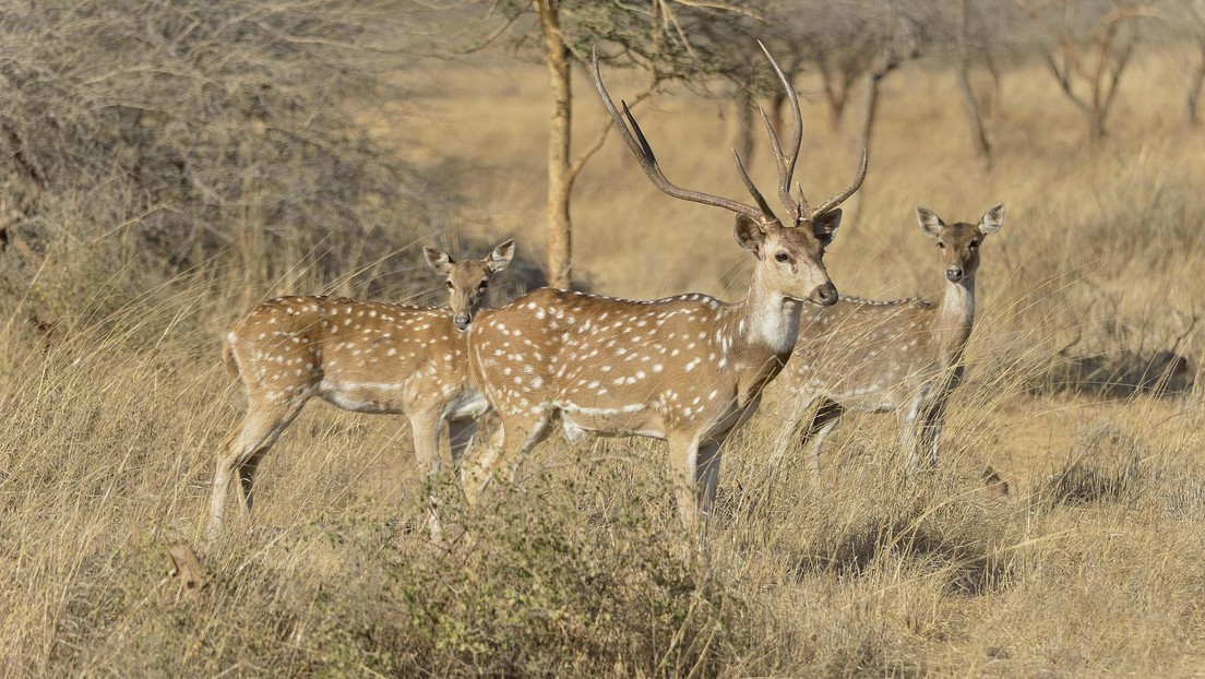 Paraguay: Hirsch der Präsidentenresidenz tötet einen Soldaten