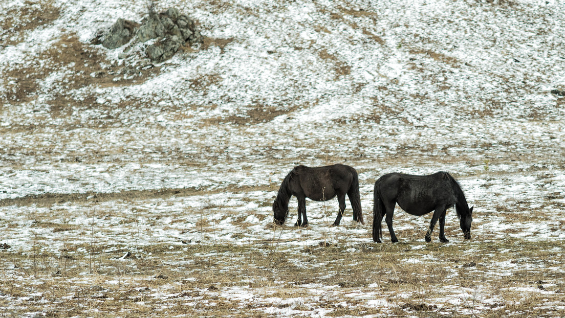 Region Altai in Russland: Unbekannte erschießen Dutzende Pferde