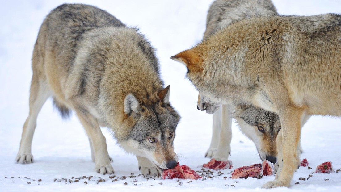 Raubtierfreunde versus Landwirte – Gerichte mit Fällen zum Schutz des Wolfes überfordert