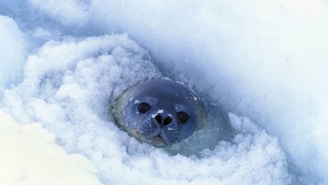 Forscher entdecken weltweit größtes Fischbrutgebiet in nahezu unberührtem Teil der Antarktis