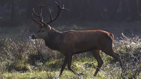 Hirsch überrennt Jäger in Polen