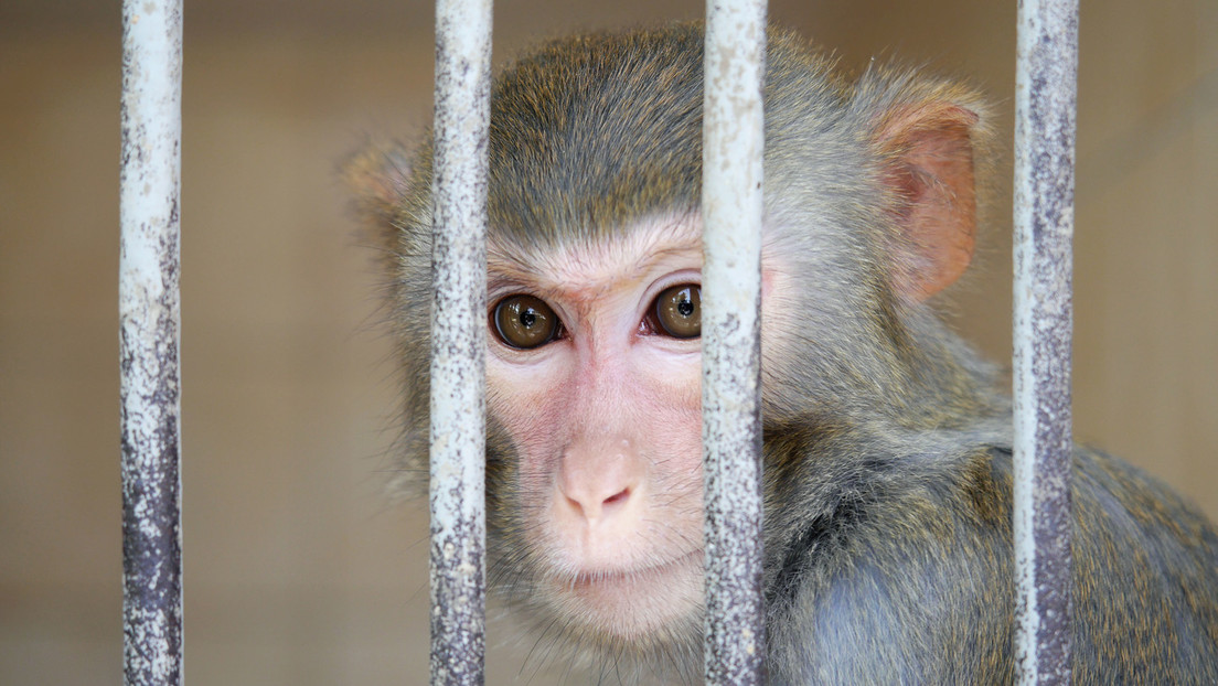Trotz zahlreicher Gegenstimmen: Tierversuche an Affen können in Bremen weitergehen