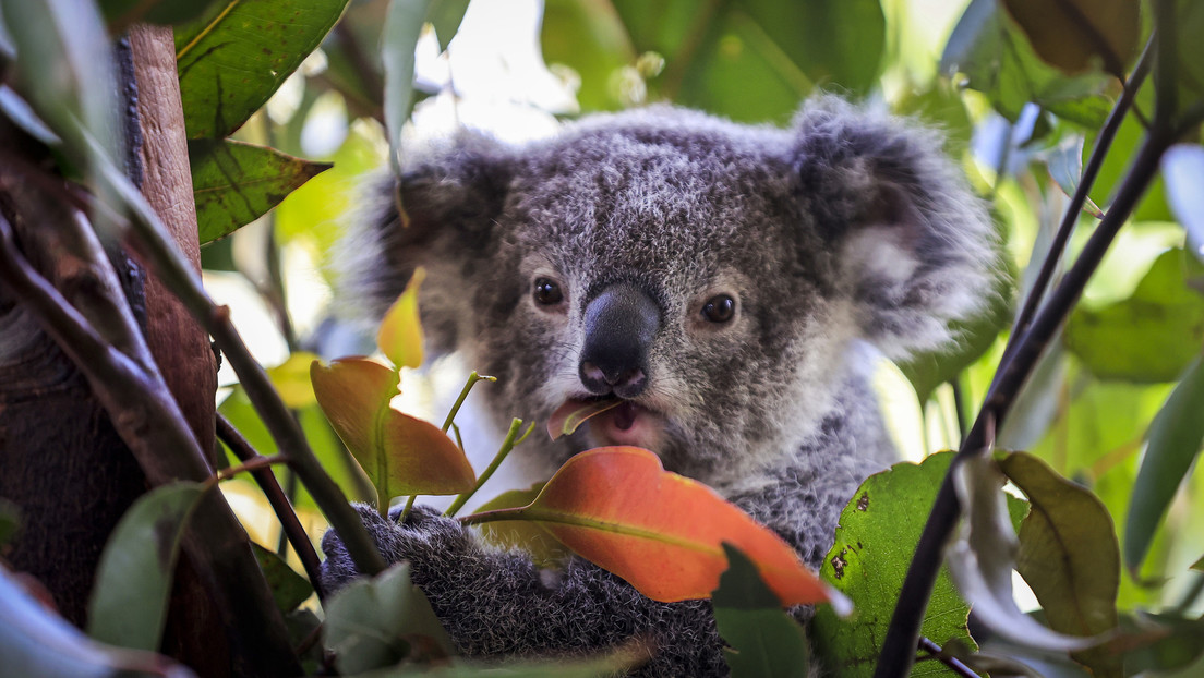 Nationale Ikone: Australien erklärt Koalas zur "stark gefährdeten" Tierart