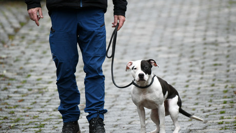 Die Ukraine als Pitbull der USA gegen Russland