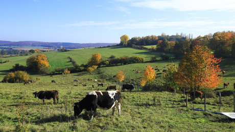 Klima, Krieg und Krise: Lauterbach fordert Fleischverzicht