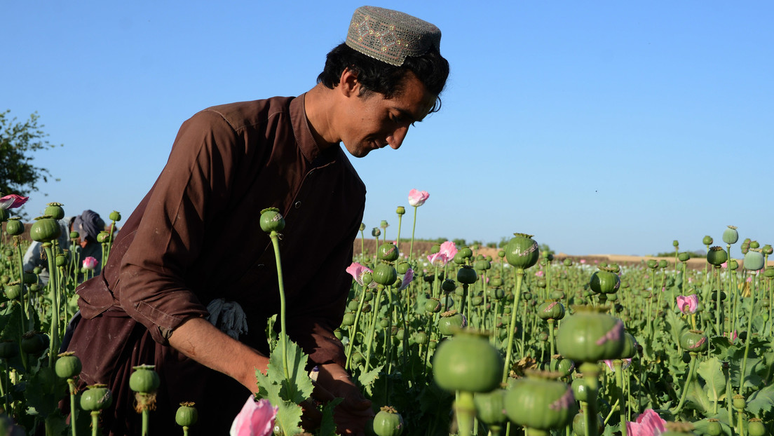 Taliban verbieten Opiumanbau