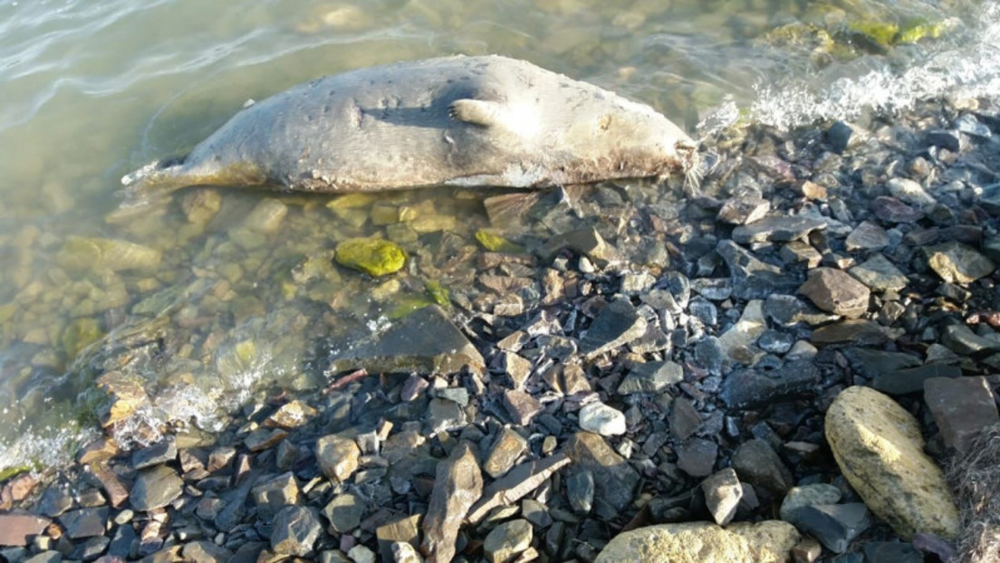 Massensterben von Robben in Kasachstan: Dutzende Kadaver in der Nähe eines Ölfeldes