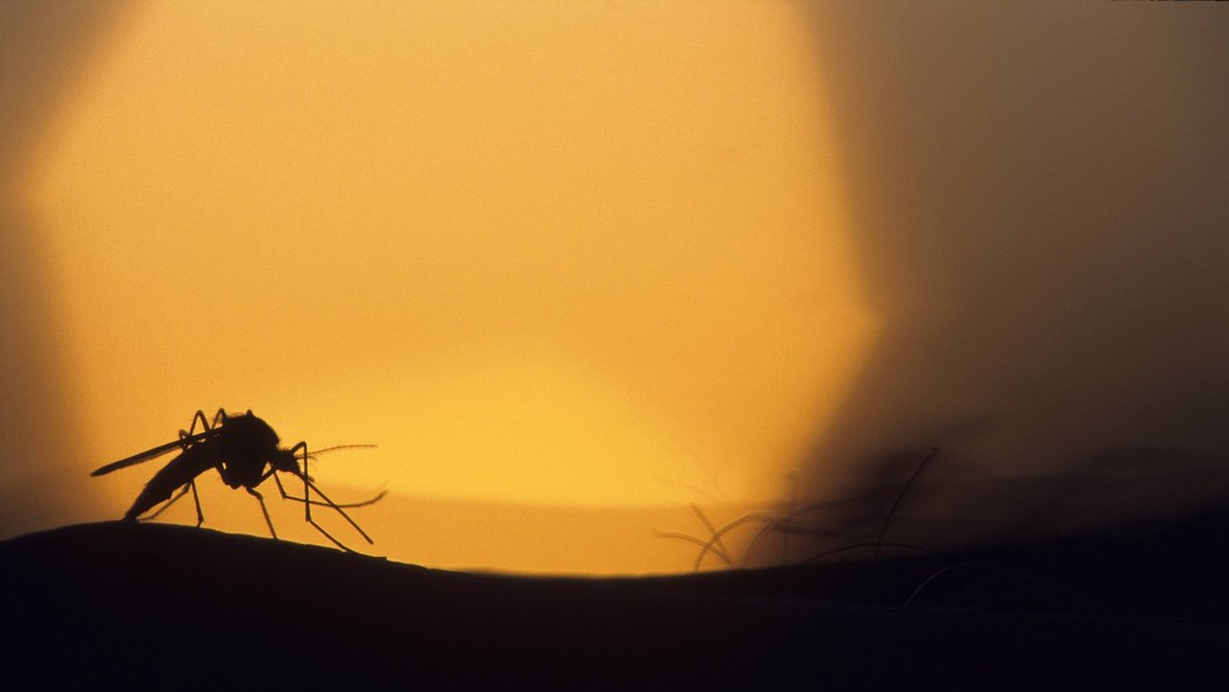Von Bayern bis Brandenburg: Mücken können West-Nil-Virus auf Menschen übertragen
