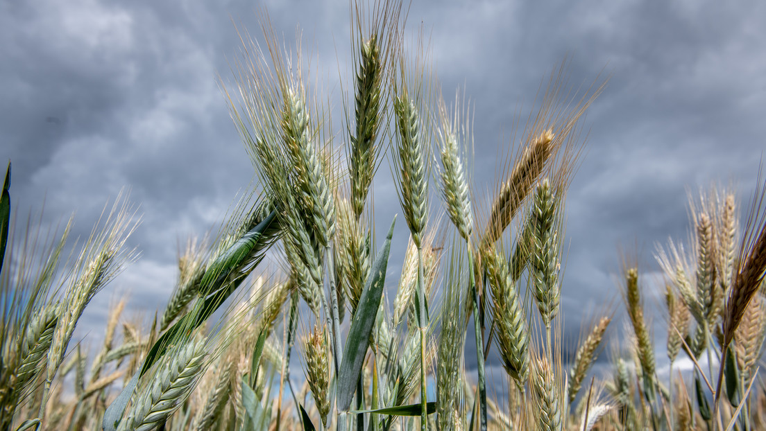 UN-Sicherheitsrat warnt: Weltweite Weizenvorräte könnten in zehn Wochen aufgebraucht sein