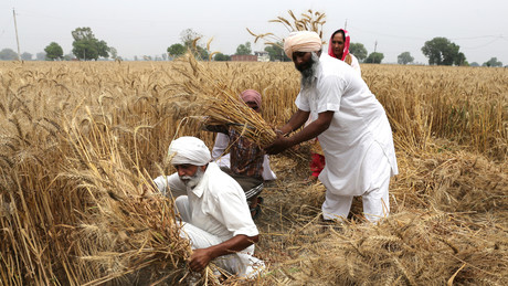 Indien verbietet Weizenexporte – Lebensmittelsicherheit gefährdet