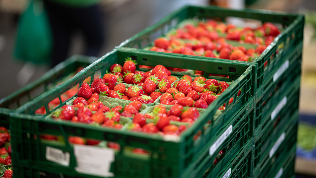 Preisanstieg bei Lebensmitteln: Kunden sparen sich Erdbeeren – Deutsche Obstbauern besorgt