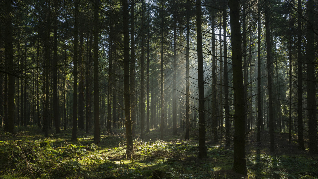 Steigende Energiekosten: Polen dürfen Holz zum Heizen sammeln