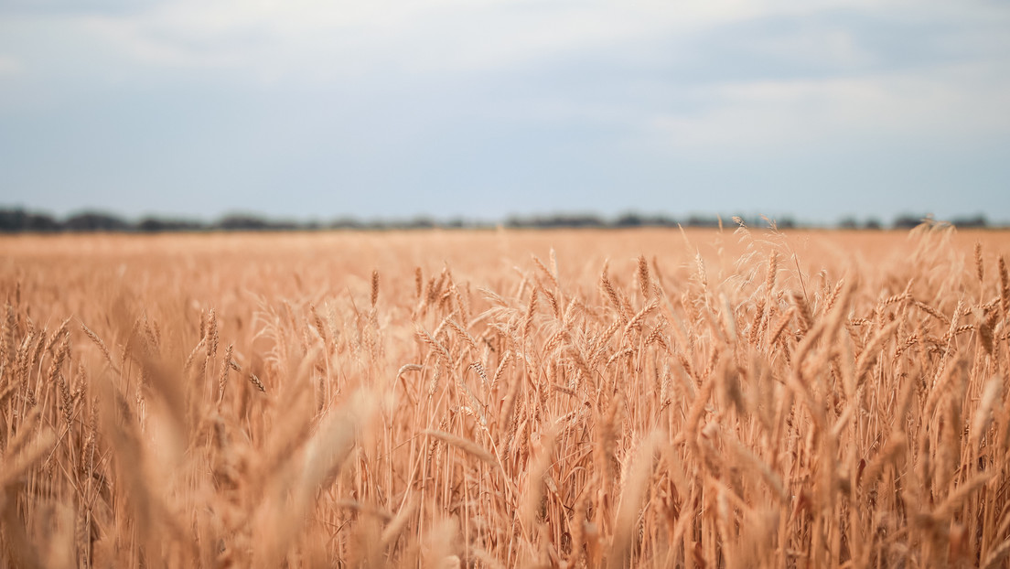 USA beschuldigen Russland an gestohlenem Getreide zu verdienen