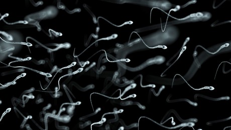 Studie: BioNTech/Pfizer-Impfung verringert Spermienkonzentration bei Männern