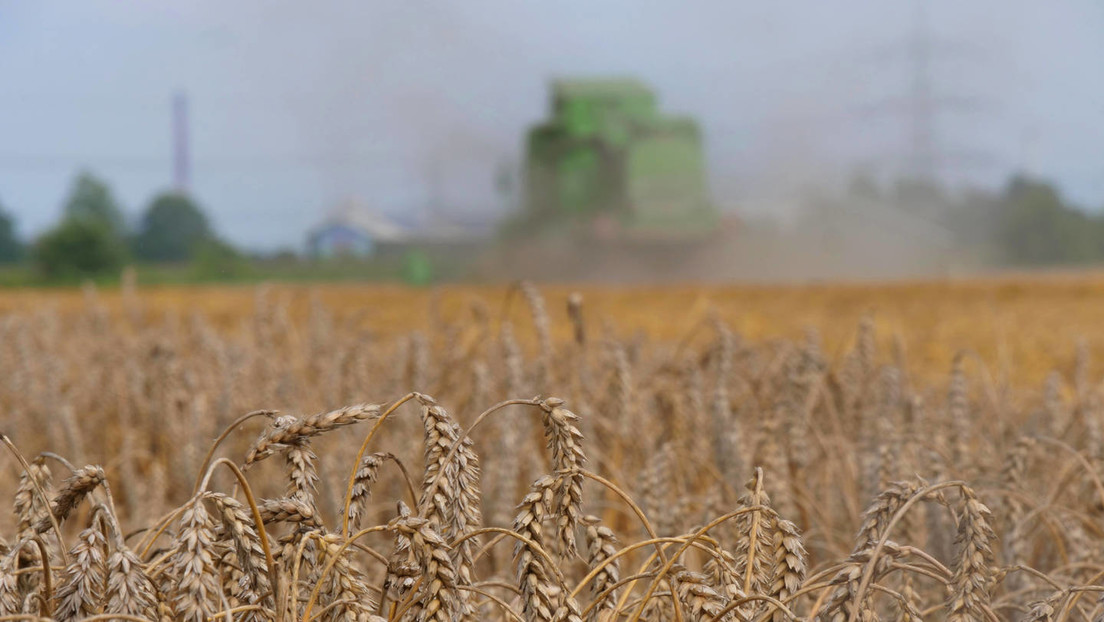 Transport des Getreides über die Krim: Wie die Bauern von Cherson mit Russland handeln