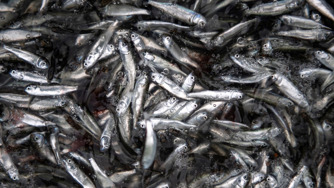 Norwegen importiert mehr Fischfutter aus Russland trotz Wirtschaftssanktionen